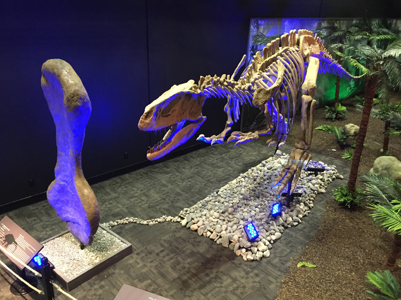 【化石】ティラノサウルス・レックス
