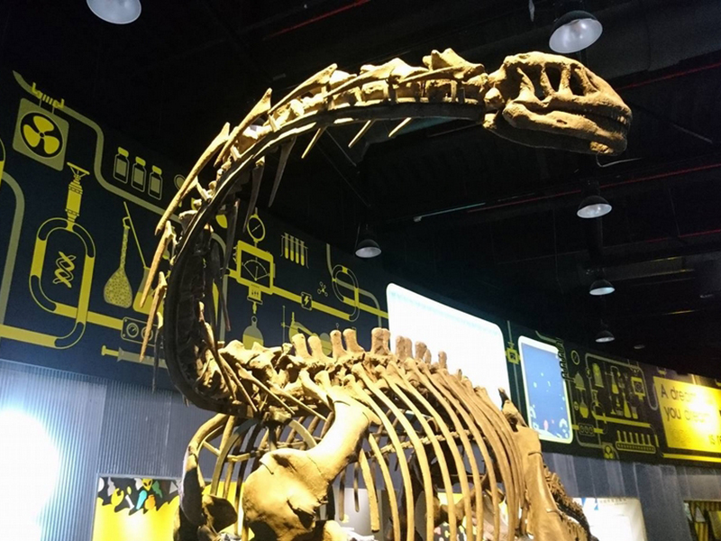 【化石】アパトサウルス