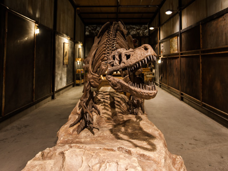 【化石】ティラノサウルス・レックス
